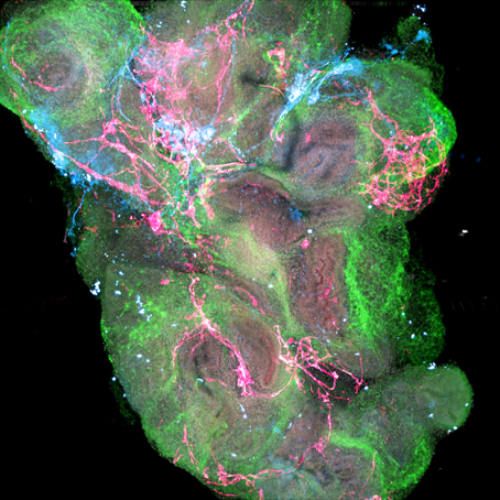 InteroBiosystems-Technical-Organoid-sm